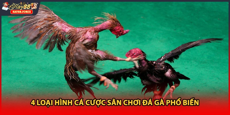4 loại hình cá cược sân chơi đá gà phổ biến