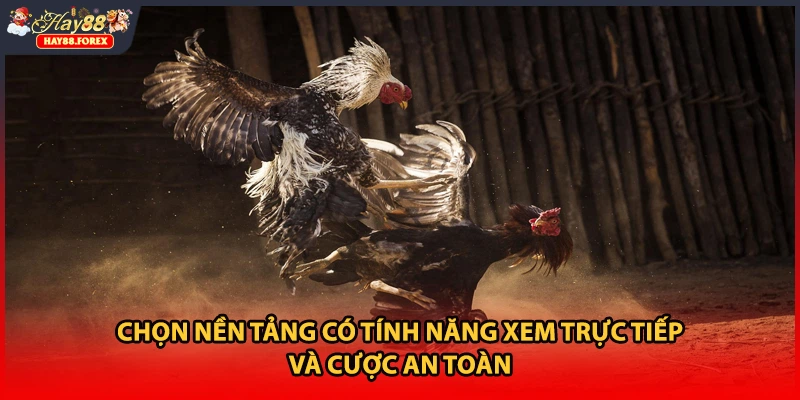 Chọn nền tảng có tính năng xem trực tiếp và cược an toàn