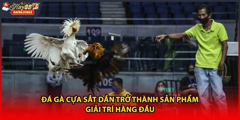 Đá gà cựa sắt dần trở thành sản phẩm giải trí hàng đầu