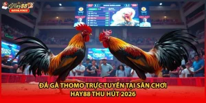 Đá Gà Thomo Trực Tuyến Tại Sân Chơi HAY88 Thu Hút 2026