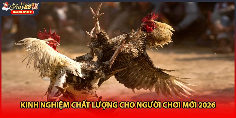 Kinh nghiệm chất lượng cho người chơi mới 2026