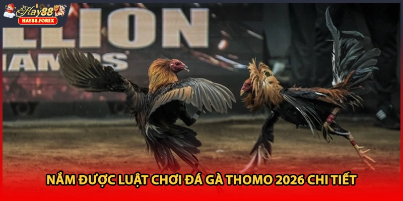 Nắm được luật chơi đá gà Thomo 2026 chi tiết