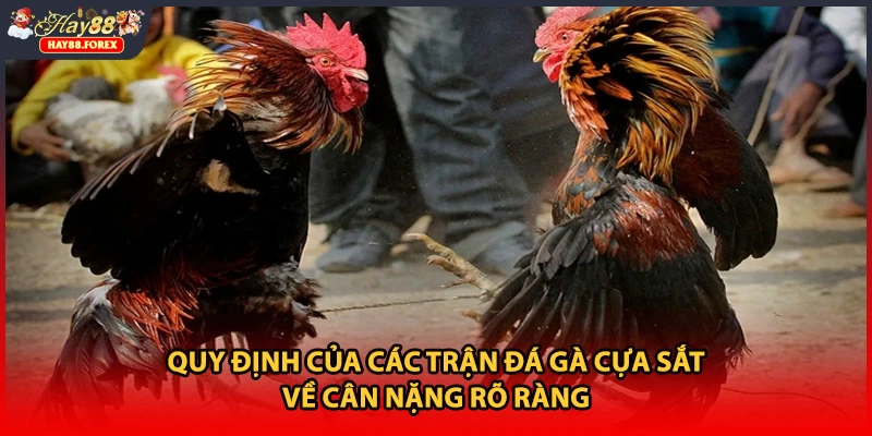 Quy định của các trận đá gà cựa sắt về cân nặng rõ ràng