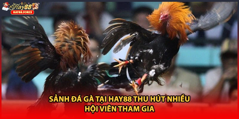 Sảnh đá gà tại HAY88 thu hút nhiều hội viên tham gia
