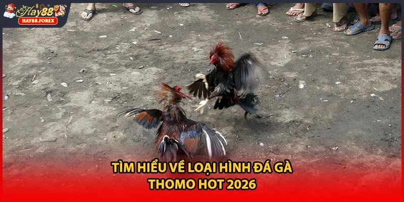 Tìm hiểu về loại hình đá gà Thomo hot 2026
