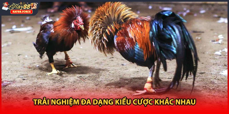 Trải nghiệm đa dạng kiểu cược khác nhau